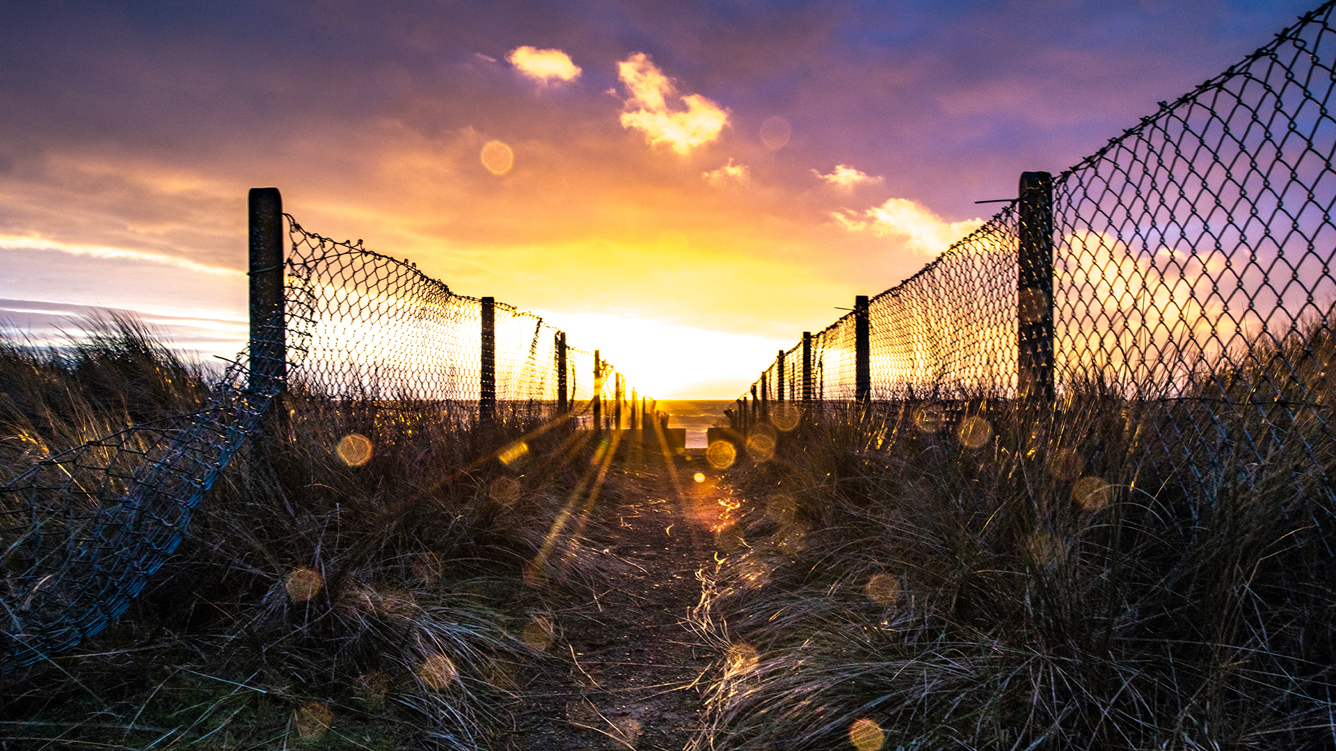 - Chicken-wire -